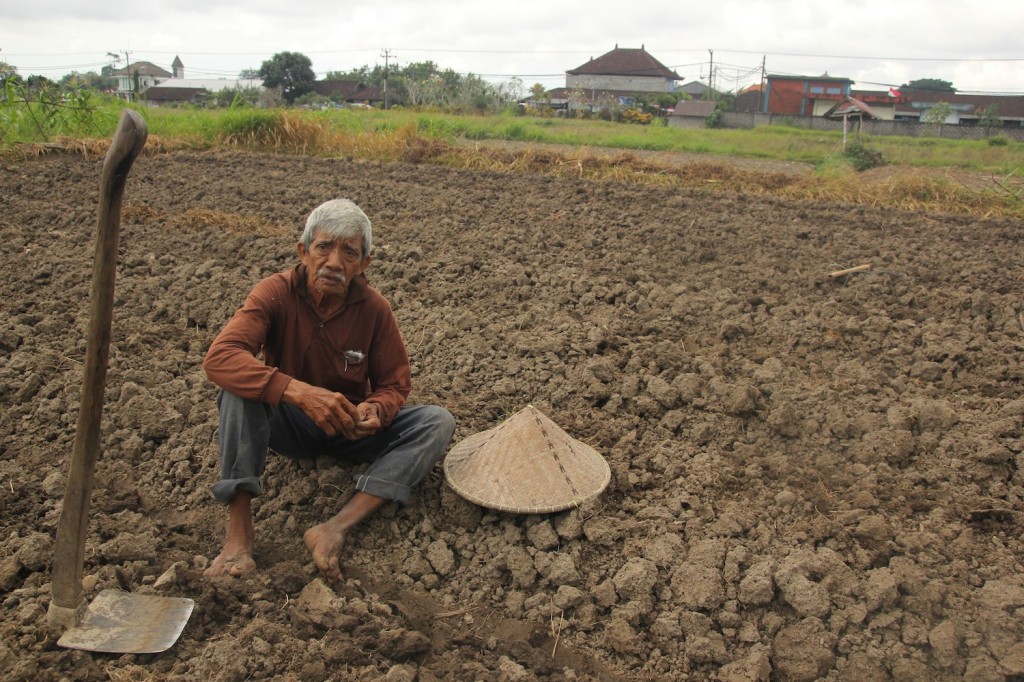 Petani Kekeringan di Banjar Guling, Mengwi.