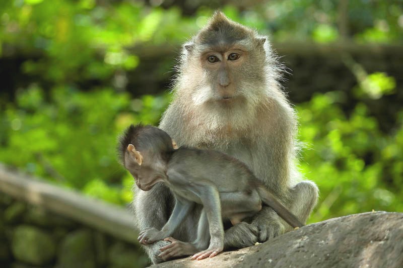 Monyet-monyet di Monkey Forest umumnya jinak tetapi kalau salah bisa saja berubah perangainya. Foto oleh Ary Bestari