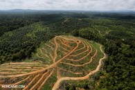 RSPO Mongabay